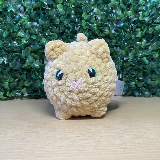 Kitten